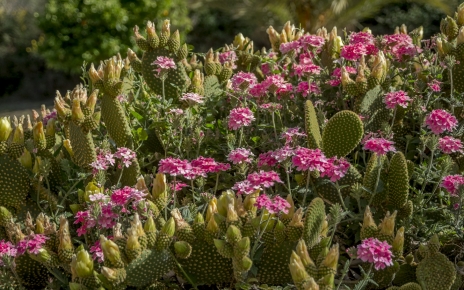 Los jardines son coloridos la mayor parte del año